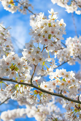 Kischblüten