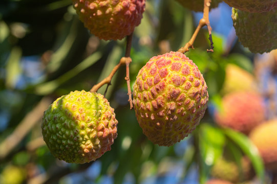 Picture Of Ripe Lychee Fruits Ready For Harvest Hanging From The Tree - Close Up