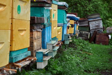 beehives with bees in the apiary on a background of green grass