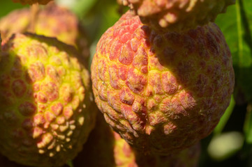 Picture of ripe lychee fruits ready for harvest hanging from the tree - close up