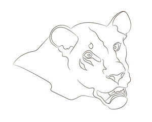 lioness portrait vector illustration, lines drawin