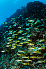 school of black and yellow longspot snapper fish