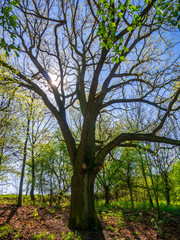 Fototapeta premium Old massive oak tree(Quercus robur) in spring, with the sun behind the branches at the edge of the forest.