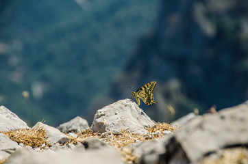 Macaon butterfly (Papilio machaon) on top of jultayu mountain (1940m) in Picos de Europa
