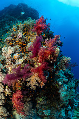 Fototapeta na wymiar typical Red Sea tropical reef with hard and soft coral surrounded by school of orange anthias