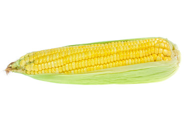 An ear of corn isolated on a white background