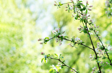 Spring photo. Green foliage and white flowers on the tree.