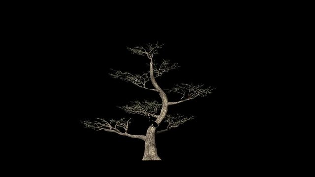 Pertusa tree timelapse growing, against black