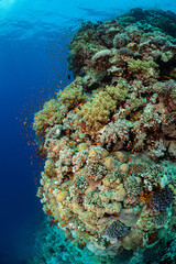 typical Red Sea tropical reef with hard and soft coral surrounded by school of orange anthias