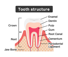Tooth anatomy flat vector illustration