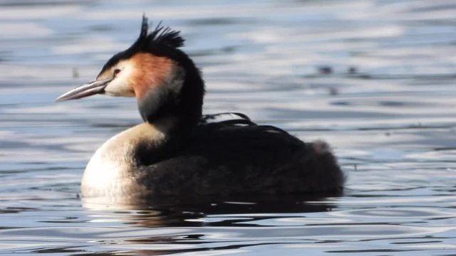 Haubentaucher&nbsp;(Podiceps cristatus) mit Jungen