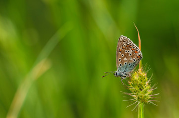 Butterfly (Phengaris Rebeli) in the summer meadows in Slovenia