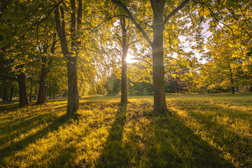tiefstehende Sonne im Park