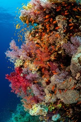 Naklejka na ściany i meble typical Red Sea tropical reef with hard and soft coral surrounded by school of orange anthias