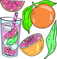 Vector color illustration with grapefruit, parts, leaf and lemonade cocktail on white background. Good for printing. Postcard and logo ideas. Illustration with fruits. Botanical illustration.