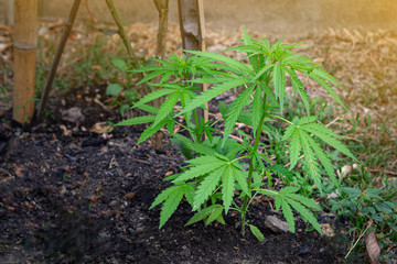 Close-up of marijuana plant growing at outdoors cannabis farm. Texture of marijuana leaves. Concept of cannabis plantation for medical.