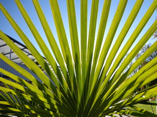 Poranne światło na liściu palmy