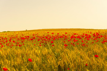 Field of flowers on sunset with beautiful idyllic red poppies