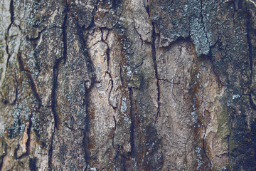 old tree bark texture background