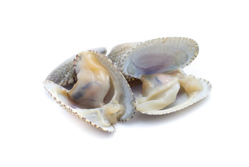 Clams in a white background