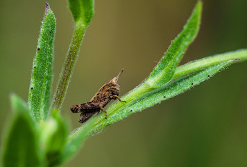 small grasshopper resting
