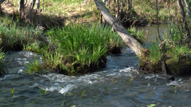 Spring forest river glistens in the sun. A seething spring stream washes the shore. Full-flowing forest river glistens in the sun. Young fresh grass by the river