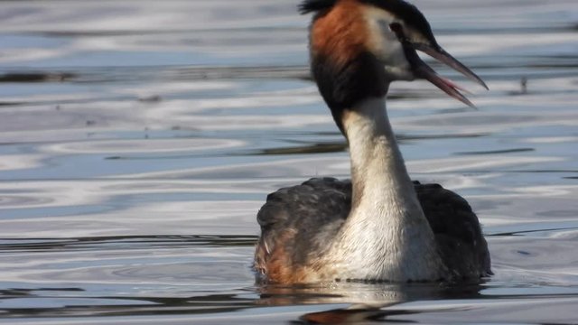 Haubentaucher&nbsp;(Podiceps cristatus) mit Jungen