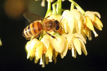 the foraging bee...