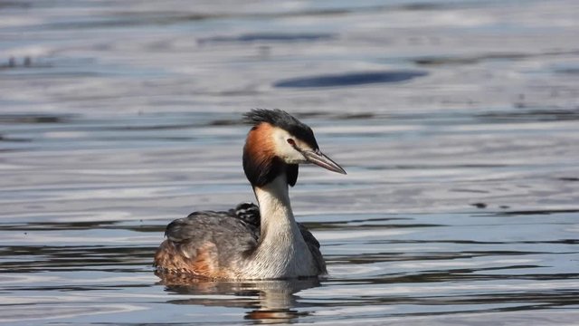 Haubentaucher&nbsp;(Podiceps cristatus) mit Jungen