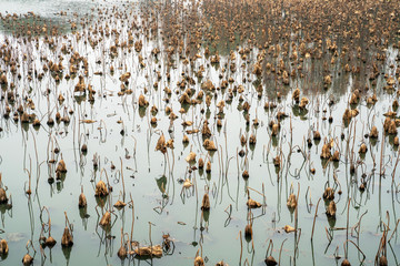 Autumn withered lotus leaf in the pond