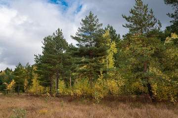 marsh, forest