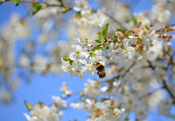 Close-up of garden bumblebee (Bombus hortorum) collecting nectar from blooming white cherry (Prunus cerasus) flower.  Blooming cherry on natural bokeh background