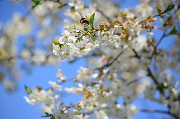 Close-up of garden bumblebee (Bombus hortorum) collecting nectar from blooming white cherry (Prunus cerasus) flower.  Blooming cherry on natural bokeh background
