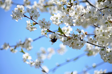 Close-up of garden bumblebee (Bombus hortorum) collecting nectar from blooming white cherry (Prunus cerasus) flower.  Blooming cherry on natural bokeh background