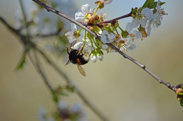Close-up of garden bumblebee (Bombus hortorum) collecting nectar from blooming white cherry (Prunus cerasus) flower.  Blooming cherry on natural bokeh background