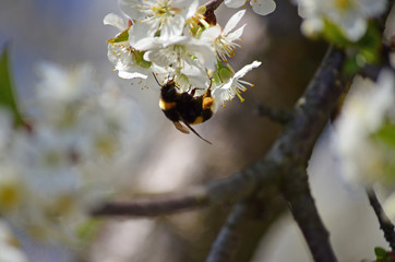 Close-up of garden bumblebee (Bombus hortorum) collecting nectar from blooming white cherry (Prunus cerasus) flower.  Blooming cherry on natural bokeh background