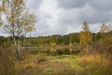 Obraz premium marsh