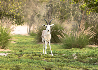 White Arbian Gazelle