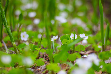 beautiful forest flowers of the forest