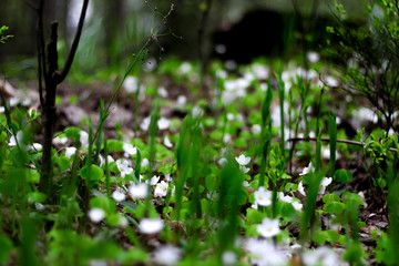 beautiful forest flowers of the forest