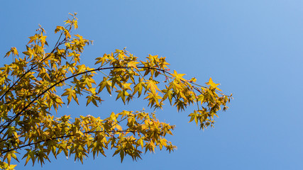 Maple Acer Palmatum with bright orange and green leaves against blue sky. Selective focus. Sunny spring day. Place for your text