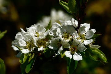 apple branches with white flowers close-up in spring