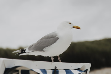 Möwe die auf dem Standkorb sitzt