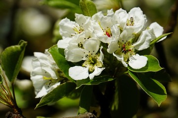 apple branches with white flowers close-up in spring