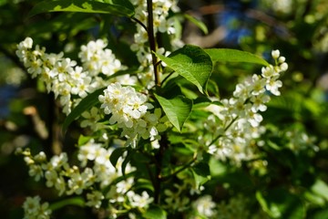 Bird cherry blossom on a branch with green leaf closeup, spring