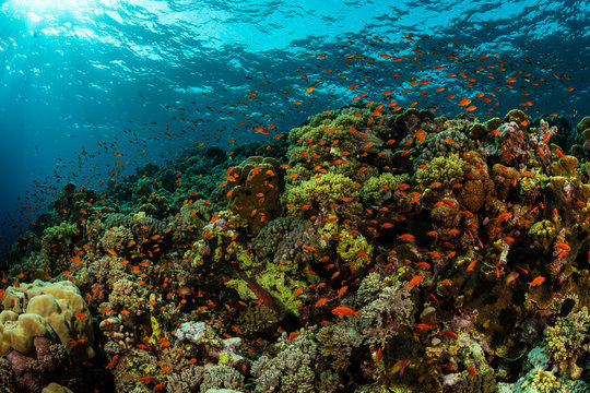 typical Red Sea tropical reef with hard and soft coral surrounded by school of orange anthias