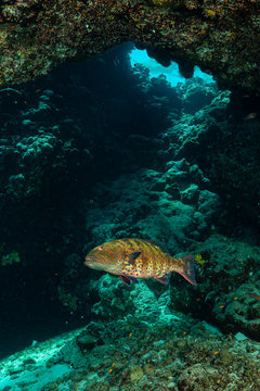 roving coralgrouper fish or Red SEa coral cod in a cave
