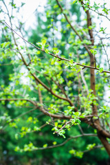 New leaves on aplle tree in the garden. Selective focus.