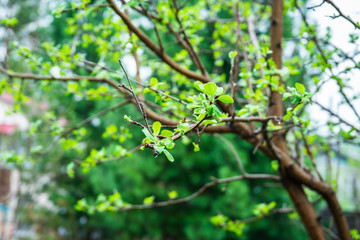 New leaves on aplle tree in the garden. Selective focus.
