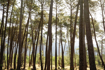 Beautiful sunset in pine forest of Spain.